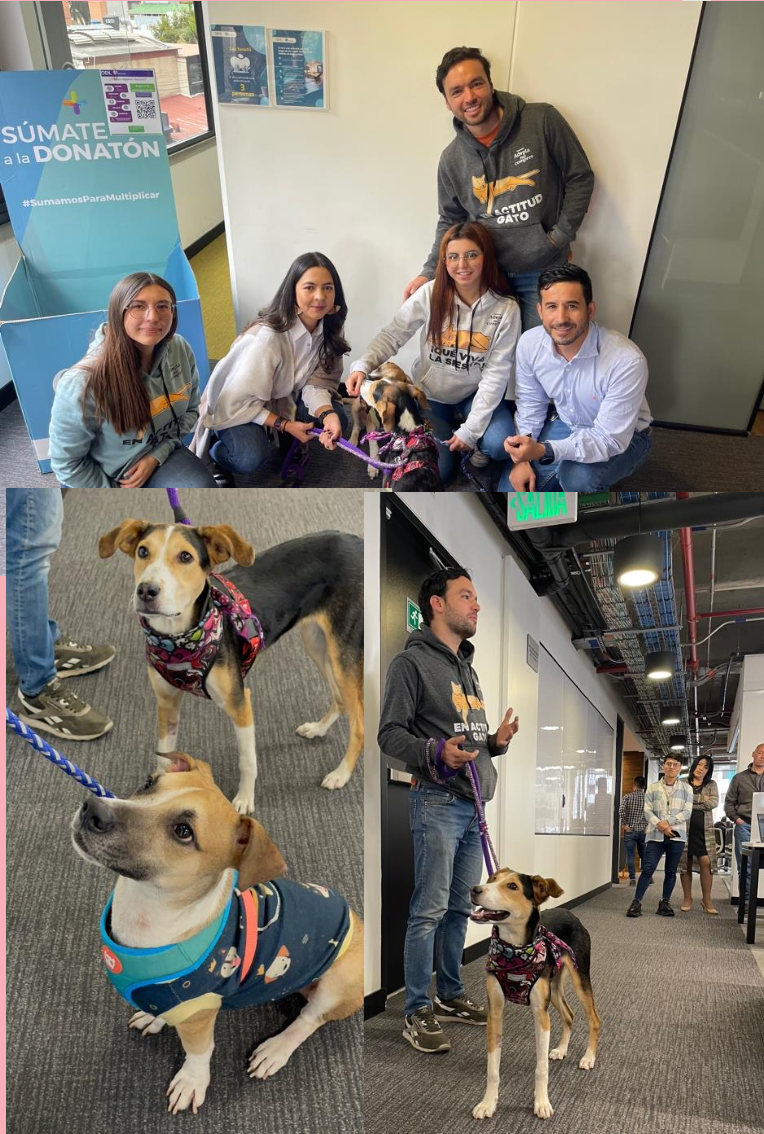 Taller de bienestar Adopta No Compres relajación bienestar con perros gatos corporativo empresas colombia Bogotá Medellin Cali Felicidad  reducción estres autocuidado Adopta