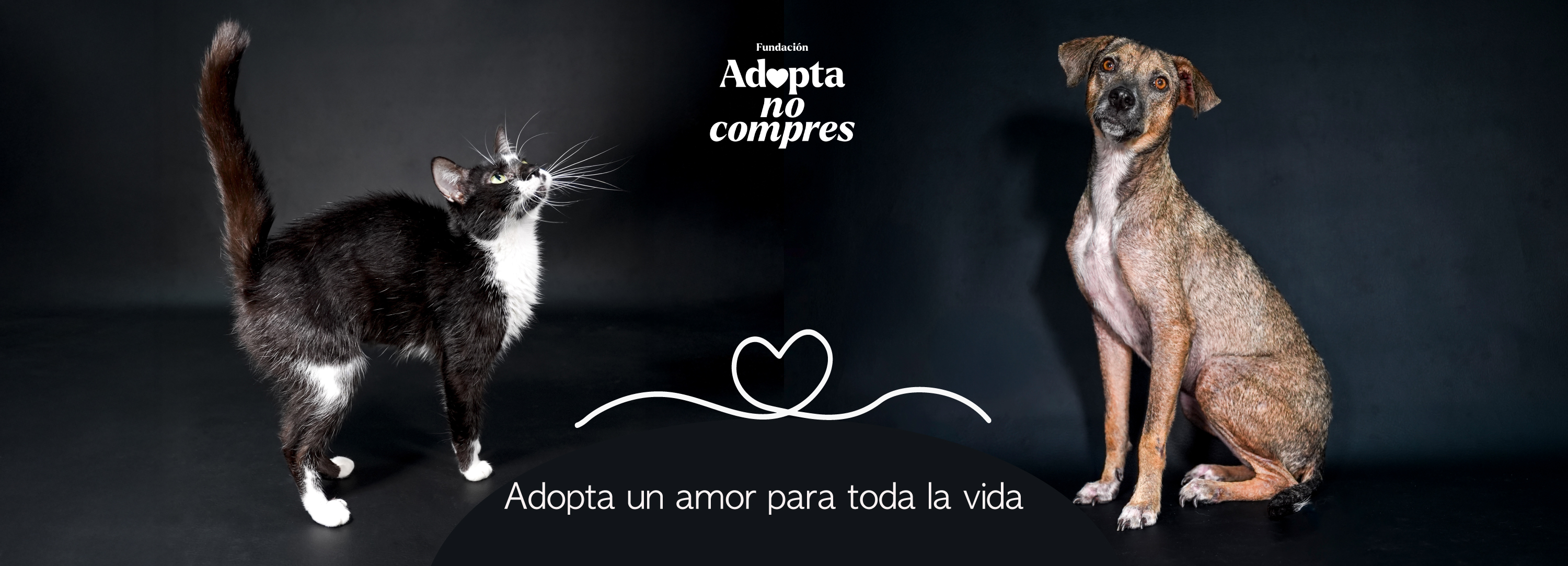 Banner-pestaña-adopta-Fundación-Adopta-No-Compres-perro-gato-adopción Bogotá Medellín Cali Colombia Latinoamerica Europa  animal Adoption