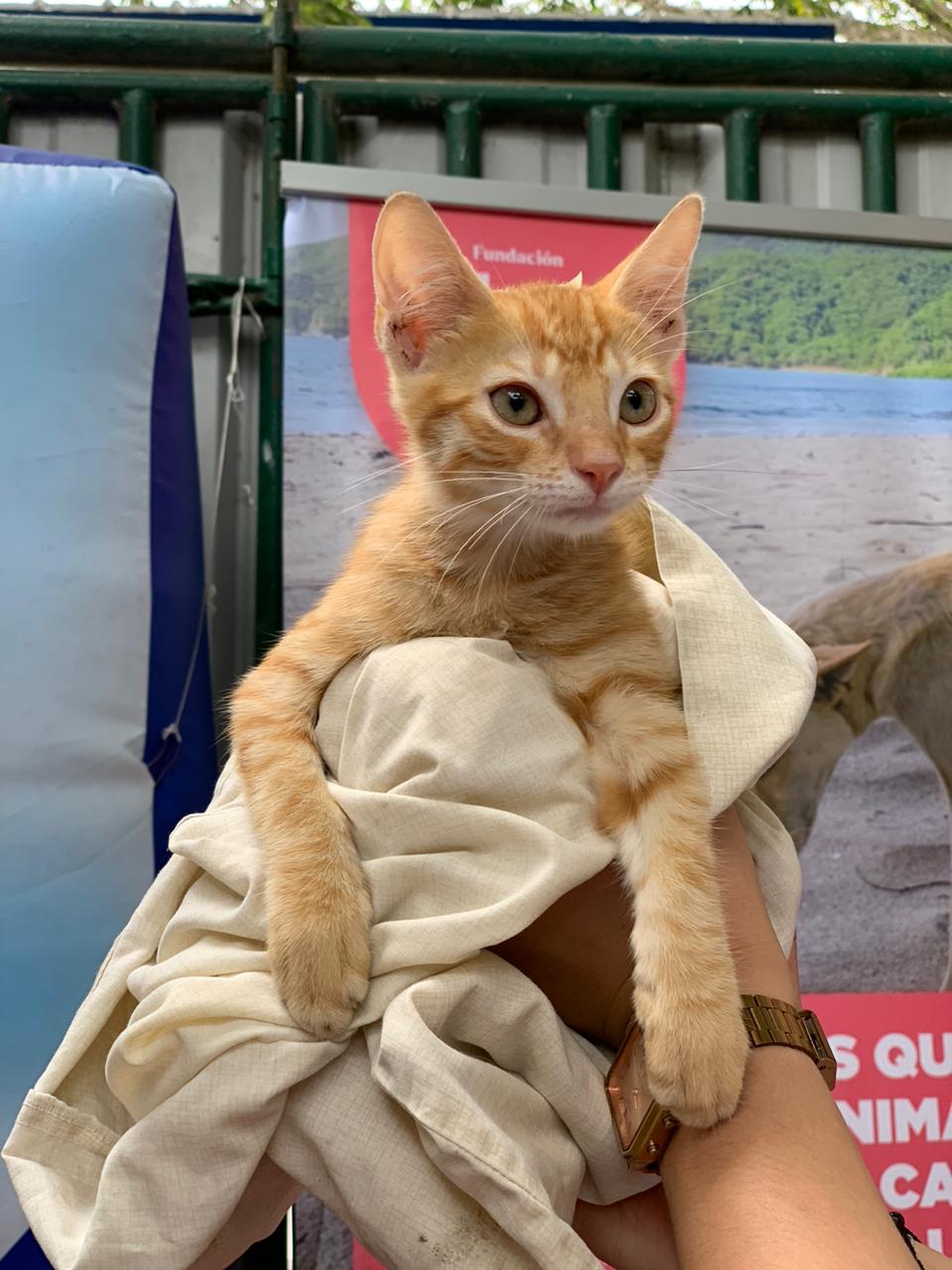 Animal perdido Ayuda Fundación Adopta No Compres  gato felino perro dona rescata apoyo dona Costa atlántica Malambo Soledad Colombia Bogotá Latinoamerica